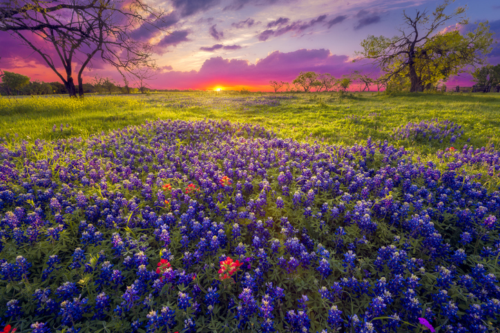 texas hill country, spring break, caliterra, drippings springs, things to do near caliterra, family-friendly spring break 