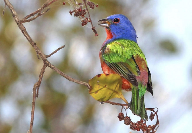 Screen Shot 2020-08-13 at 12.26.23 PM