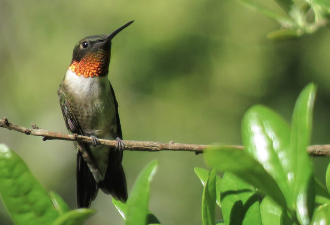 Screen Shot 2021-02-25 at 10.00.20 AM