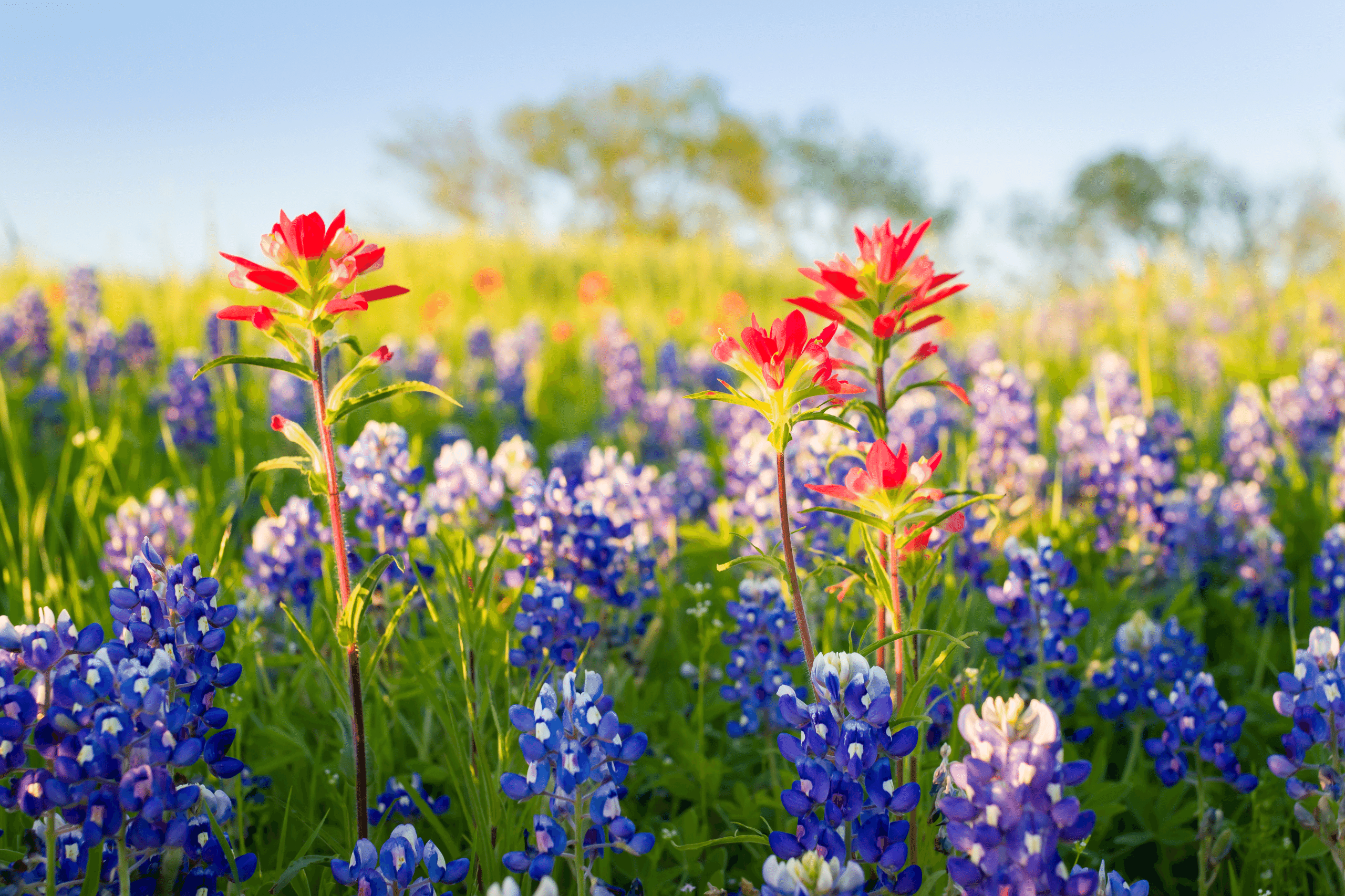 Hill Country Wildflowers