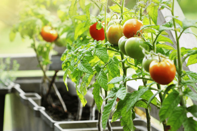 Vegetable Gardening in Dripping Springs