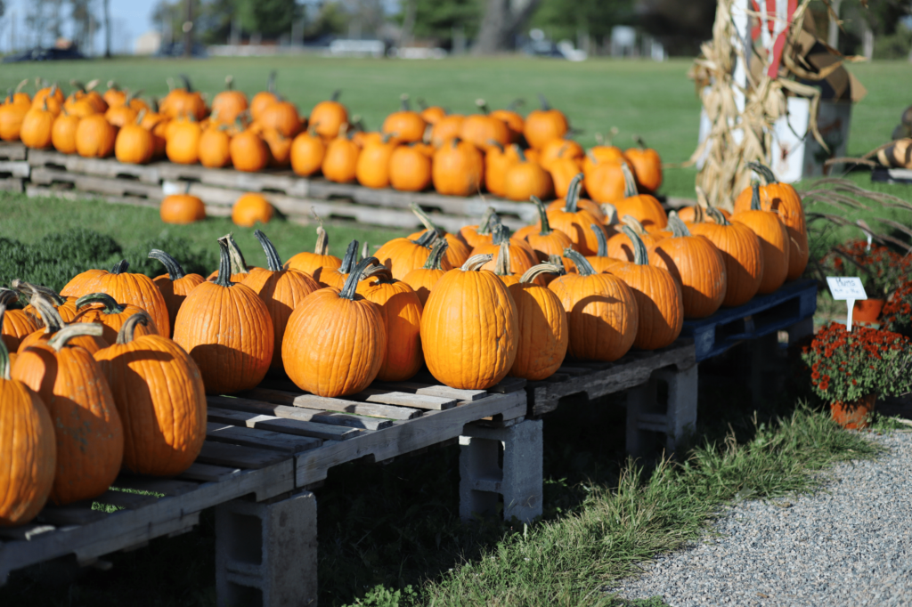 Dripping Spring Pumpkin Festival Caliterra