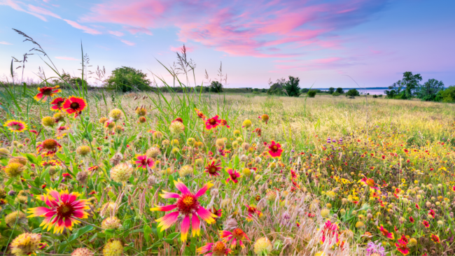 #4 Caliterra Mar26_ Wildflower Season Begins_ Best Local Drives and Trails to See Blooms